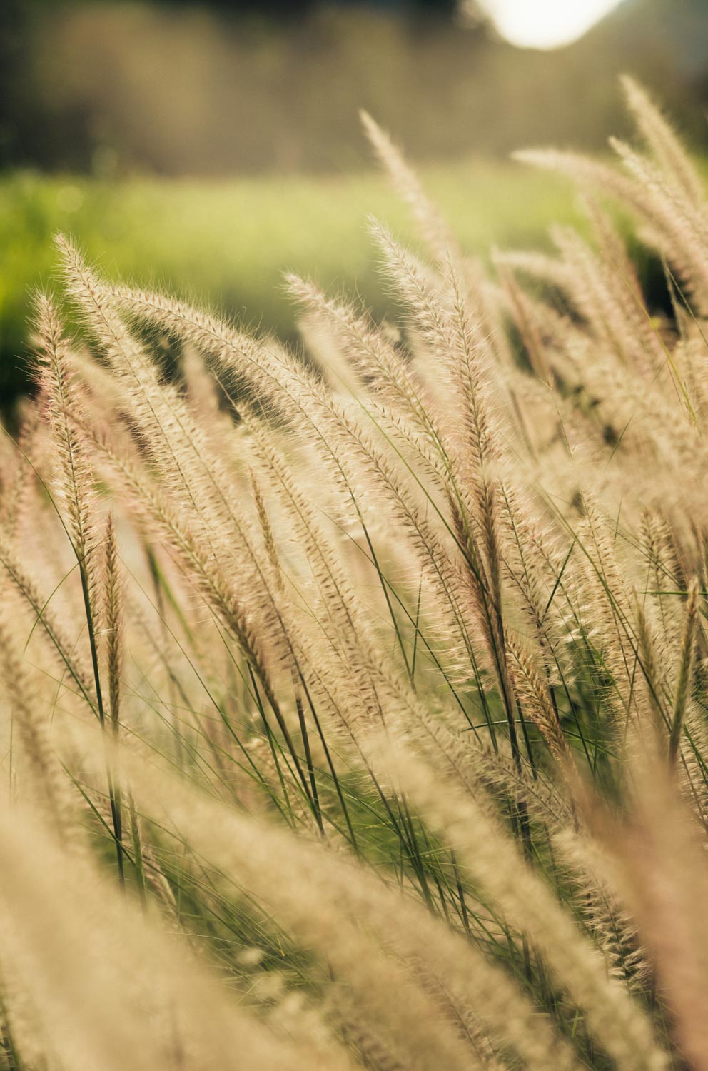 The Peri Hotel Khao Yai